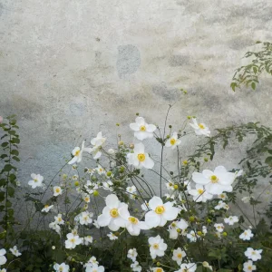 DSCN4699.JPG