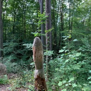 fisch im wald.jpg