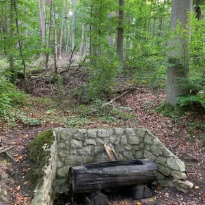 wassertrog im wald.jpg