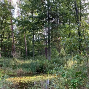 teich im wald.jpg