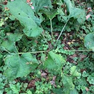 was ist das im Wald.jpg