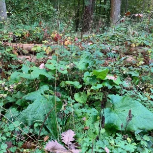 standort huflattich4.jpg