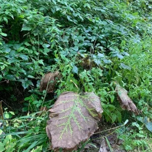 klette blatt.jpg