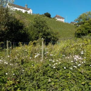 DSCN4751.JPG