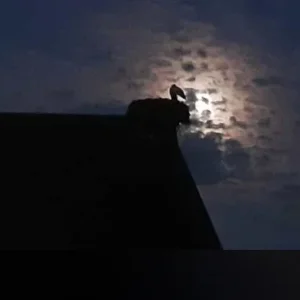 839DDFFB-BEA9-4840-AF4D-B624C96E8DE3.jpeg