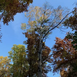 Baum mit Misteln.jpg