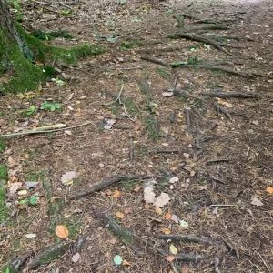 wurzelweg.jpg