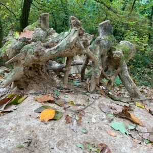 kunstwerk wurzel.jpg