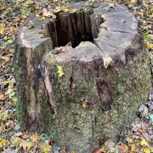 kunstwerk stammstern.jpg