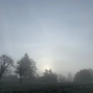 nebel bäume.jpg
