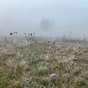 nebel gras.jpg