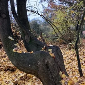 treehomeleft.jpg