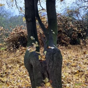 treehomefront.jpg