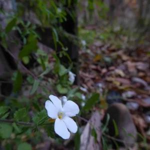 P1050333.JPG