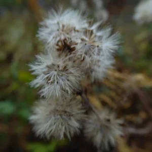 P1050342.JPG
