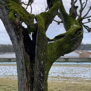 mantelbaum1.jpg
