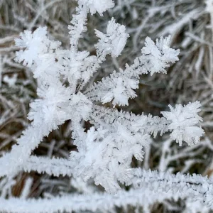 eisblume.jpg