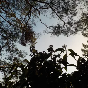 DSCN4854.JPG