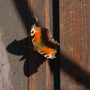 P1050452.JPG