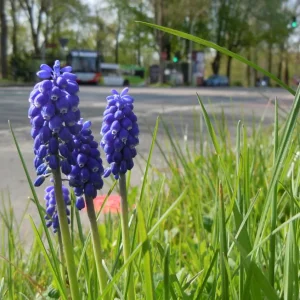 Busblume.jpg