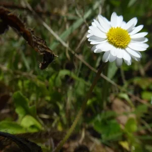 P1050626.jpg
