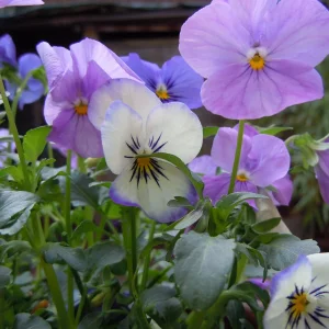 DSCN0727.JPG