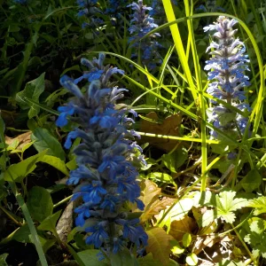 DSCN5120.JPG