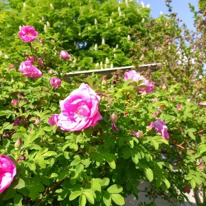 IMG_20220515_162752.jpg