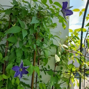 clematis2.jpg