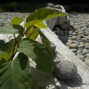 DSCN5186.JPG