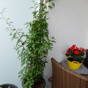 jasmin.jpg