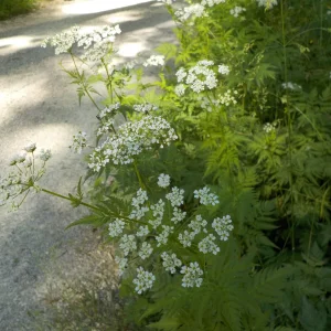 DSCN5201.JPG