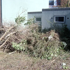 Garten entrümpelt ohne Fichten.jpg