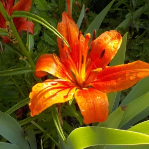 DSCN5209.JPG
