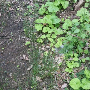 PTDC0015.JPG