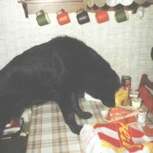 Rocky und das Fleisch, mmmh lecker - "ist das für mich?"