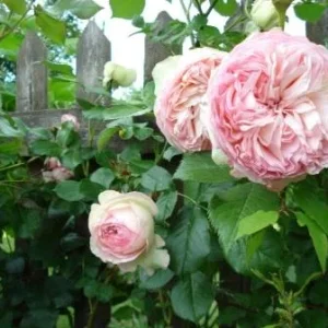 Abraham_Darby