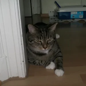 Max