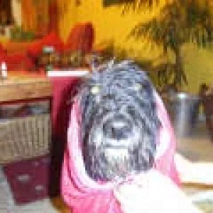 Auf den Hund gekommen?