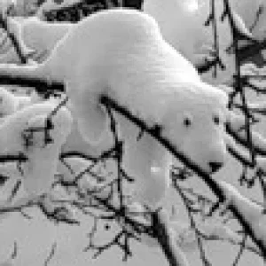 Schnee v gestern