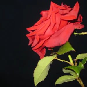 IMG_8770.JPG