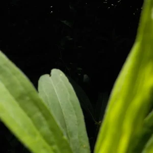 DSCN5268.JPG