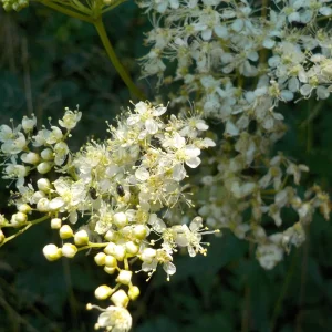DSCN5279.JPG