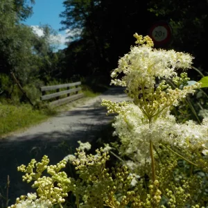DSCN5275.JPG