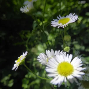 P1050734.jpg