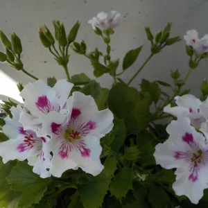 DSCN5349.JPG