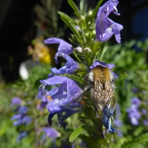 P1050784.JPG