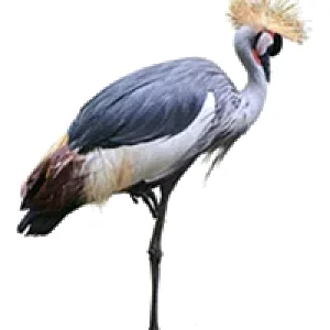 Schopfkrankich_low_frei.png