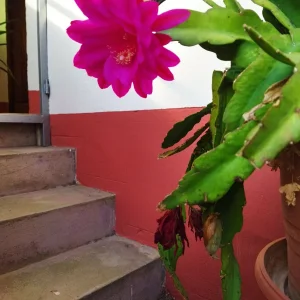 IMG_20220902_184243.jpg
