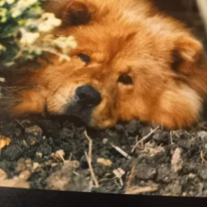 ! A Samson 2.jpg